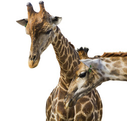 Giraffes on a white background