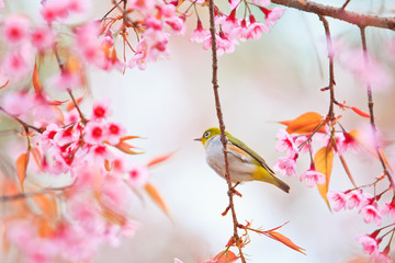 White-eye bird and Cherry Blossom or Sakura