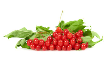 Bunch of red berries- guelder rose