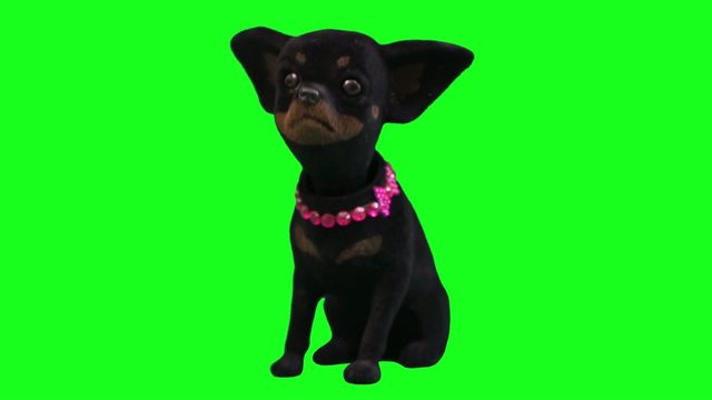Black Chi-hua toy dog accessory for cars Green Screen