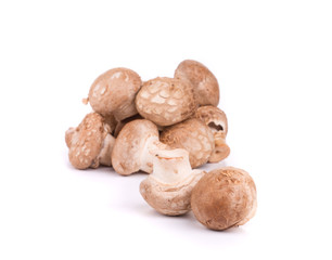 Brown champignon mushroom.