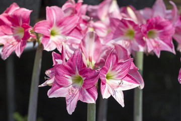 Pink Amarylis Flower