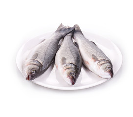 fresh seabass