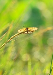 Butterfly on grass