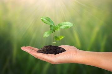 Small tree in female hand on green nature concept