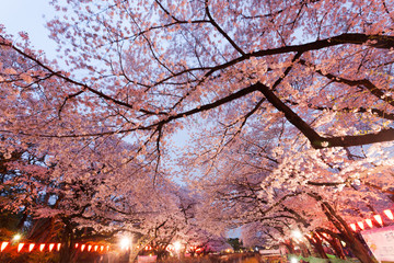 上野公園の夜桜