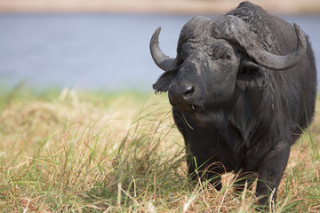 Naklejka premium Portrait of wild african buffalo bull