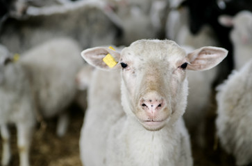 Sheep at homestead staring at viewer