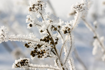 Wildblume mit Eiskristalle