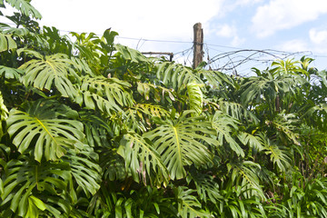 Visiting Madeira: Interesting Plants.