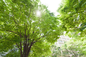  オフィスビル街の新緑