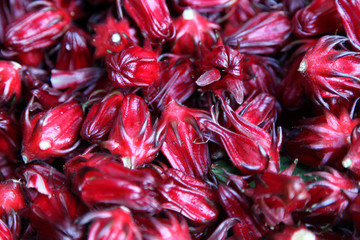 Caribbean Sorrel Calyces