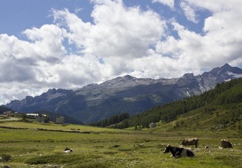 Fototapeta na wymiar Traditional mountain landscape in the summer, with cows 