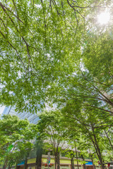  オフィスビル街の新緑