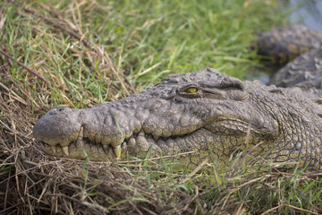 Portrait of lurking wild nile crocodile