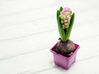 Hyacinth in bucket