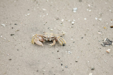 crab on the beach