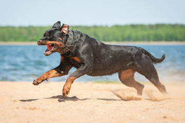 Rottweiler dog running on the beach