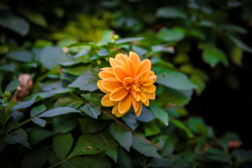 Orange dahlia flower