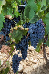 bunches of ripe grapes