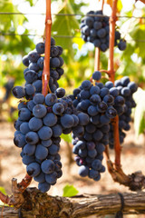 Bunches of ripe grapes on the vine, ready to be harvested