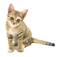 Kitten on white background
