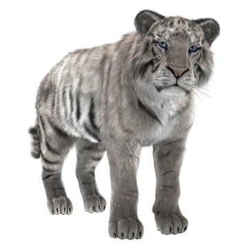 White Tiger