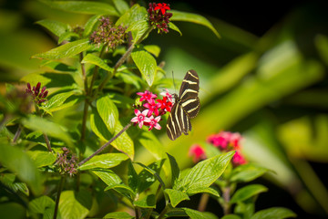 Butterfly landing on a red flower