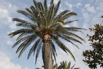Fototapeta na wymiar Palm and sky