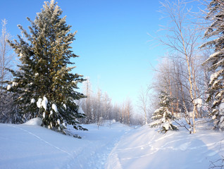 winter landscape