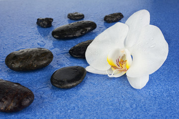 Fototapeta premium Black spa stones and white orchid flowers over blue background.
