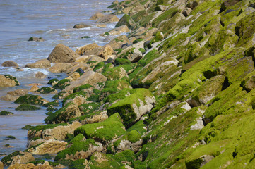 Another green moss on the big stones by the ocean