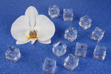 White orchid flowers and ice cubes over blue background. - obrazy, fototapety, plakaty