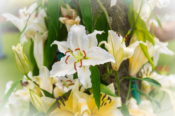 white Lily in the garden