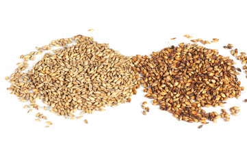 malt grains