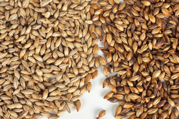 malt grains