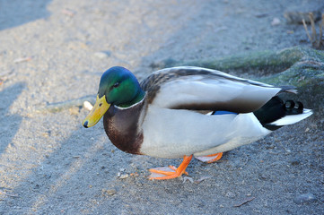 duck with a green head