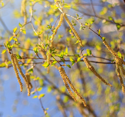 Spring blossoms tree birch with young green leaves