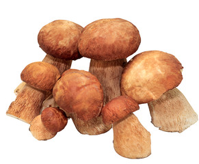 boletus mushrooms  on white background