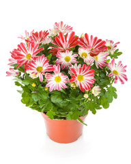 Potted flower