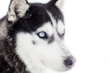 Husky dog portrait