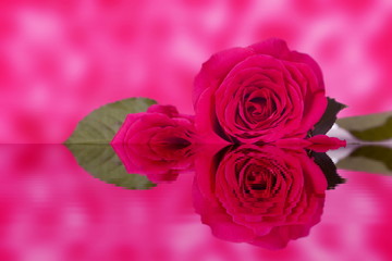 Rote Rose