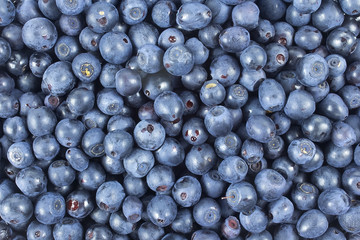 Fresh picked ripe blueberries background