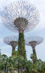 Fototapeta premium Super trees at the garden by the bay, Singapore