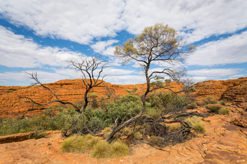 Arbre &agrave; Kings Canyon