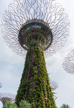 Super trees, Singapore