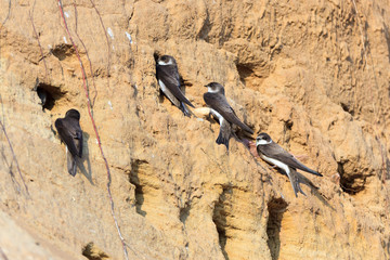 Sand Martin (Riparia riparia)