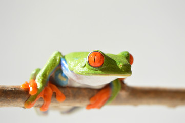 Red eye frog