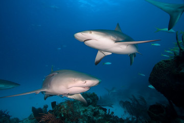 Caribbean reef shark and Lemon shark