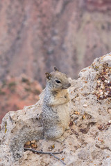 Squirrel begging for food at the grand canyon